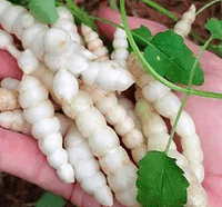 Florida Betony (Giant Crosnes)