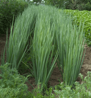 Flagpole perennial scallion