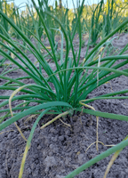 Florida Finley Potato/Bunching Onion