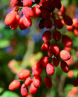 Phoenix Tears Orange Goji