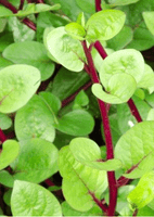 Red Malabar Spinach