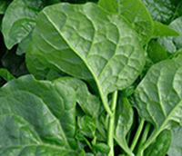 Malabar Spinach Big Green Round Leaf