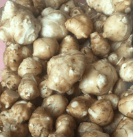 White Mammoth Sunchoke