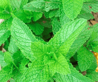 Spearmint