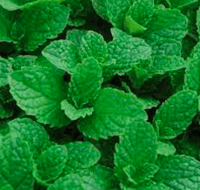 Kentucky Colonel Spearmint