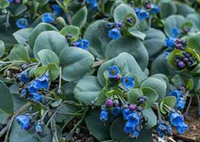 Oyster Leaf Plant