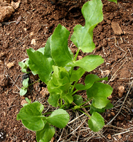 Skirret Seedling (perennial white carrotish)