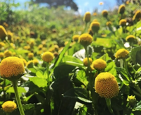 Lemon Drop Toothache Plant