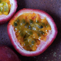 Frederick's Purple Passion Fruit (Passiflora edulis) -