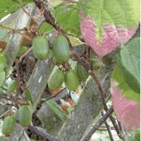 September Sun Arctic Beauty Kiwi