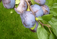 Bluefre (Bluefire) Plum