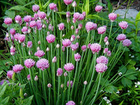 Common Chives