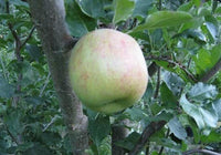 Gravenstein Apple