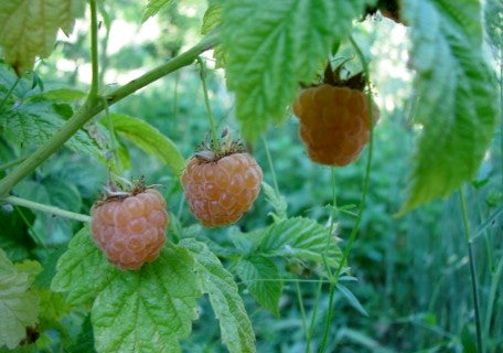 Load image into Gallery viewer, Fall Gold Raspberry
