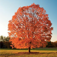 Sugar Maple (Acer saccharum)