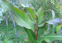 Achira (Canna edulis)