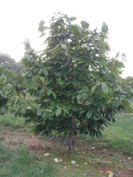 Allegheny Pawpaw (Asimina triloba)