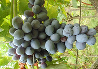 Amsden Grape