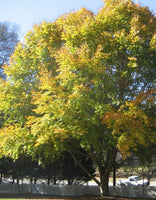 American Beech