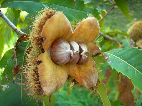 American Chestnut Seedling