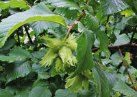 American Hazel (Corylus americana)