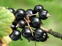 Amos Black Currant