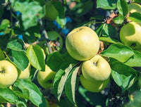 Antonovka Apple Seedlings