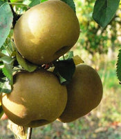 Canada Reinette Apple