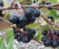 Autumn Magic Aronia