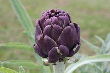 Artichoke Violetto (Cynaria scolymus)