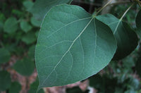 Quaking Aspen (Populus tremuloides)