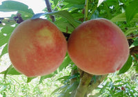 Babcock White Peach