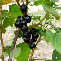 Baldwin Black Currant