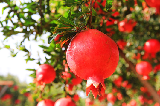 Balegal Pomegranate