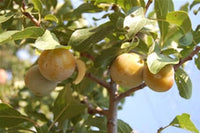 Bavay's Green Gage Plum