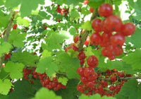 Jonkheer Von Tets Currant