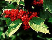 Ukraine™ Highbush Cranberry