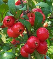 Big Red Mayhaw (Crataegus opaca)