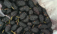 Black Beauty Mulberry