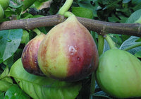 Black Spanish Fig