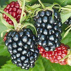 Load image into Gallery viewer, Olallie Blackberry
