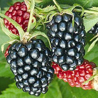 Olallie Blackberry