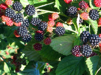 Navaho Blackberry