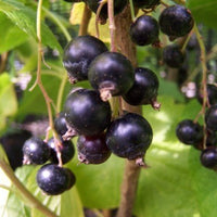 Boskoop Giant Currant