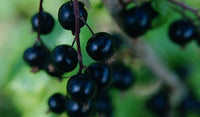 Blackdown Black Currant (Ribes nigrum)