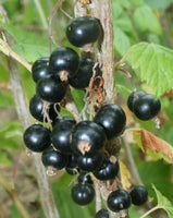 Blacksmith Currant