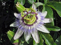 Blue Crown Passion Flower (Passiflora caerula)