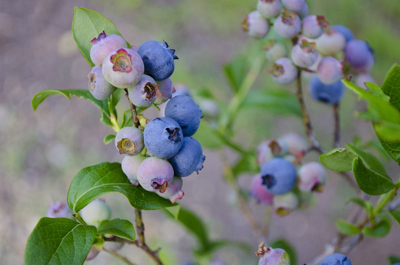 Load image into Gallery viewer, Blueray Blueberry
