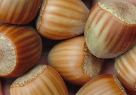 Butler Hazel (Filbert) – Planting Justice