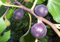 Negronne Fig